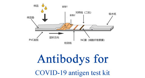 Anticorpo per COVID-19 test dell'antigene