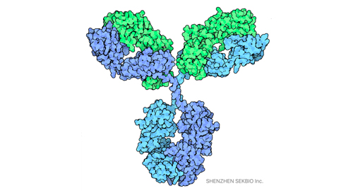 SEKBIO Antigene/Anticorpi Prodotti