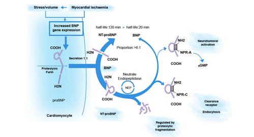 N-terminale pro B tipo di Natriuretic Peptide (NT-proBNP)