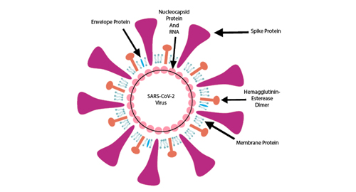 Perché nucleocapsid proteine?