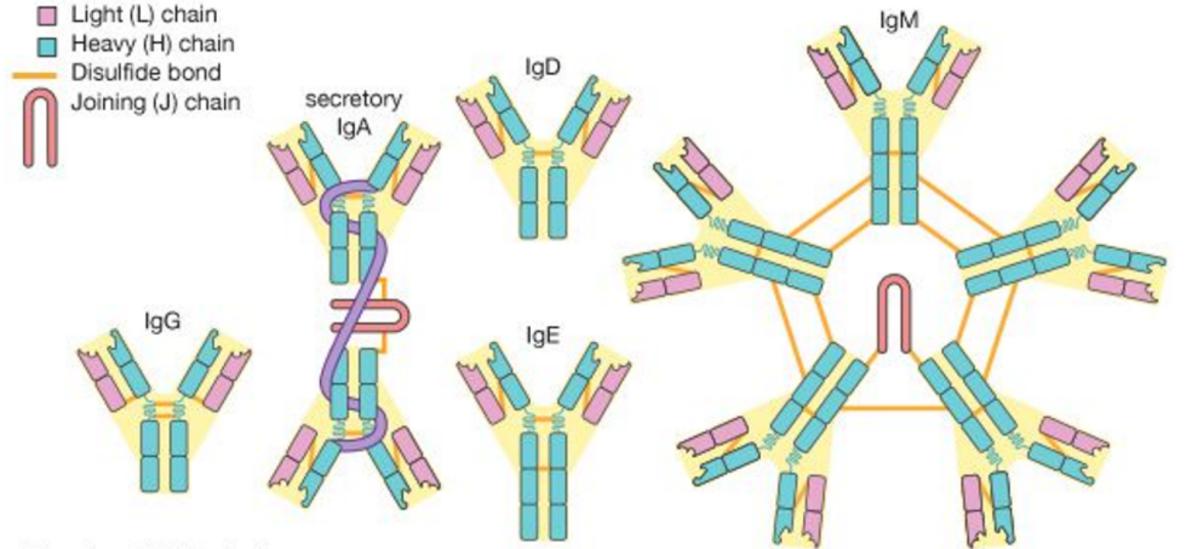 Panoramica di Immunodiagnosis